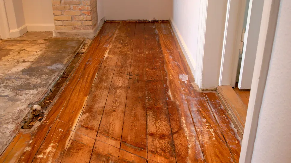 Mold on Hardwood Floor